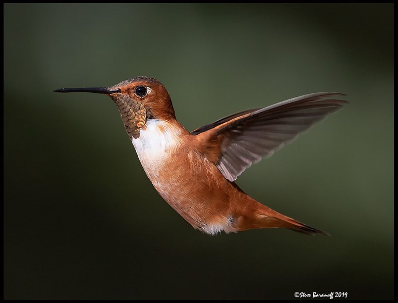 19SB8712a rufous hummingbird.jpg
